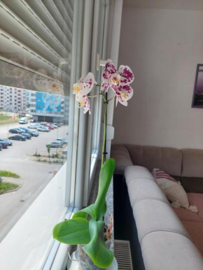 Apartman Andrea
